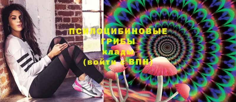 где найти   Норильск  Галлюциногенные грибы Cubensis 